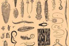 Как выглядят глисты у человека и их разновидности