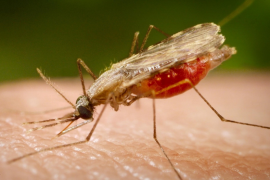 Малярия: симптомы и лечение, как не заразиться