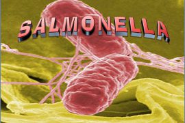 Заражение сальмонеллезом: симптомы и последствия