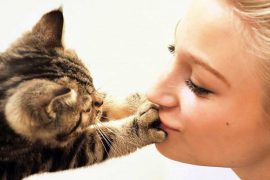 Как можно заразиться токсоплазмозом от кошки