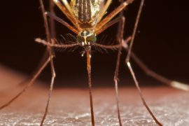 Симптомы малярии, лечение и профилактика