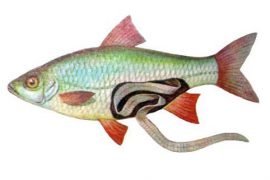 Селитерная рыба: можно ли ее употреблять в пищу?