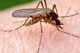 Малярия – фото, признаки, лечение «болотной лихорадки»